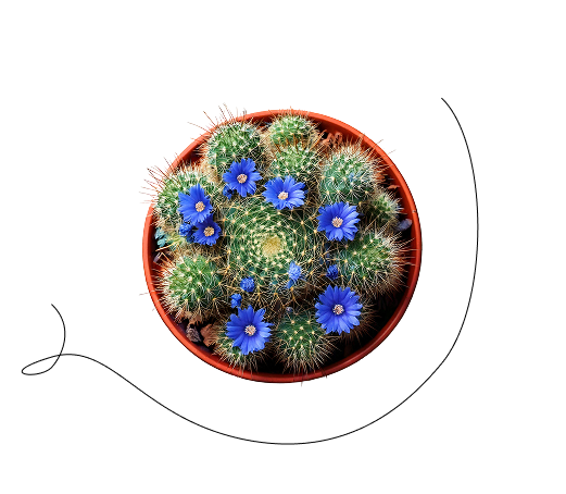 Cacti and Flowers